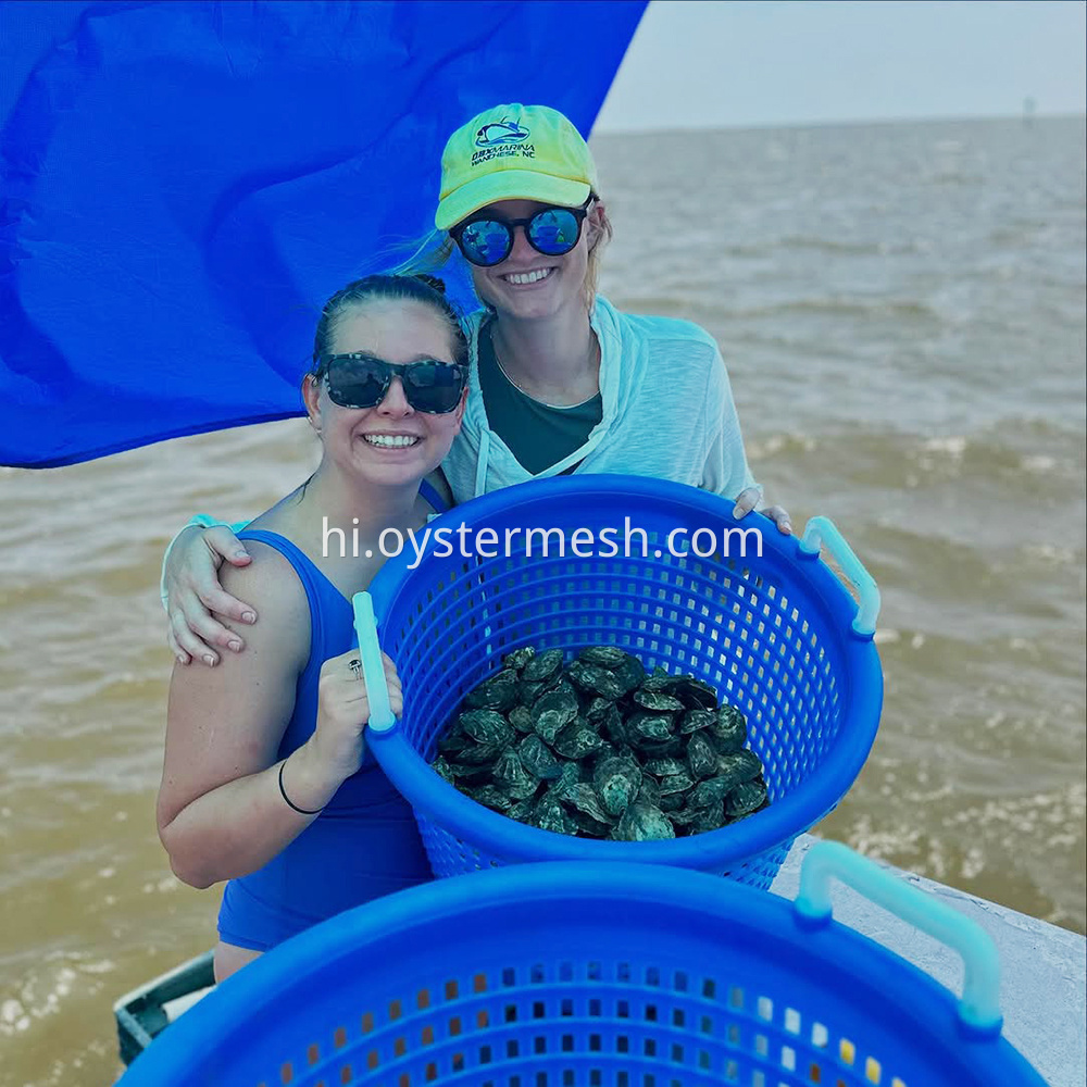 Oyster Turnover Basket (1)